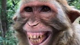 猴子视频爆料大全最新,最新热门事件大盘点 第3张 猴子视频爆料大全最新,最新热门事件大盘点 第3张